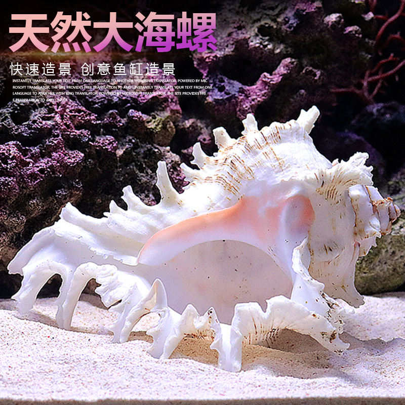 Aquarium Fish World - Doğal Deniz Salyangozu Akvaryum Süsü Çeşitli