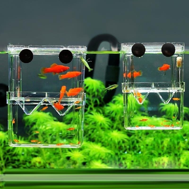 Aquarium Fish In Bowl - Çok fonksiyonlu balık akvaryumu yüksek temizle