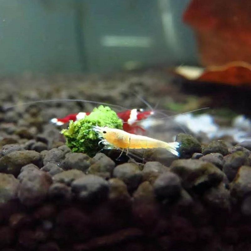 Ispanaklı Karides Yemi Süs Kar - Aquarium Fish Vitamin incelemesi ve fiyatı