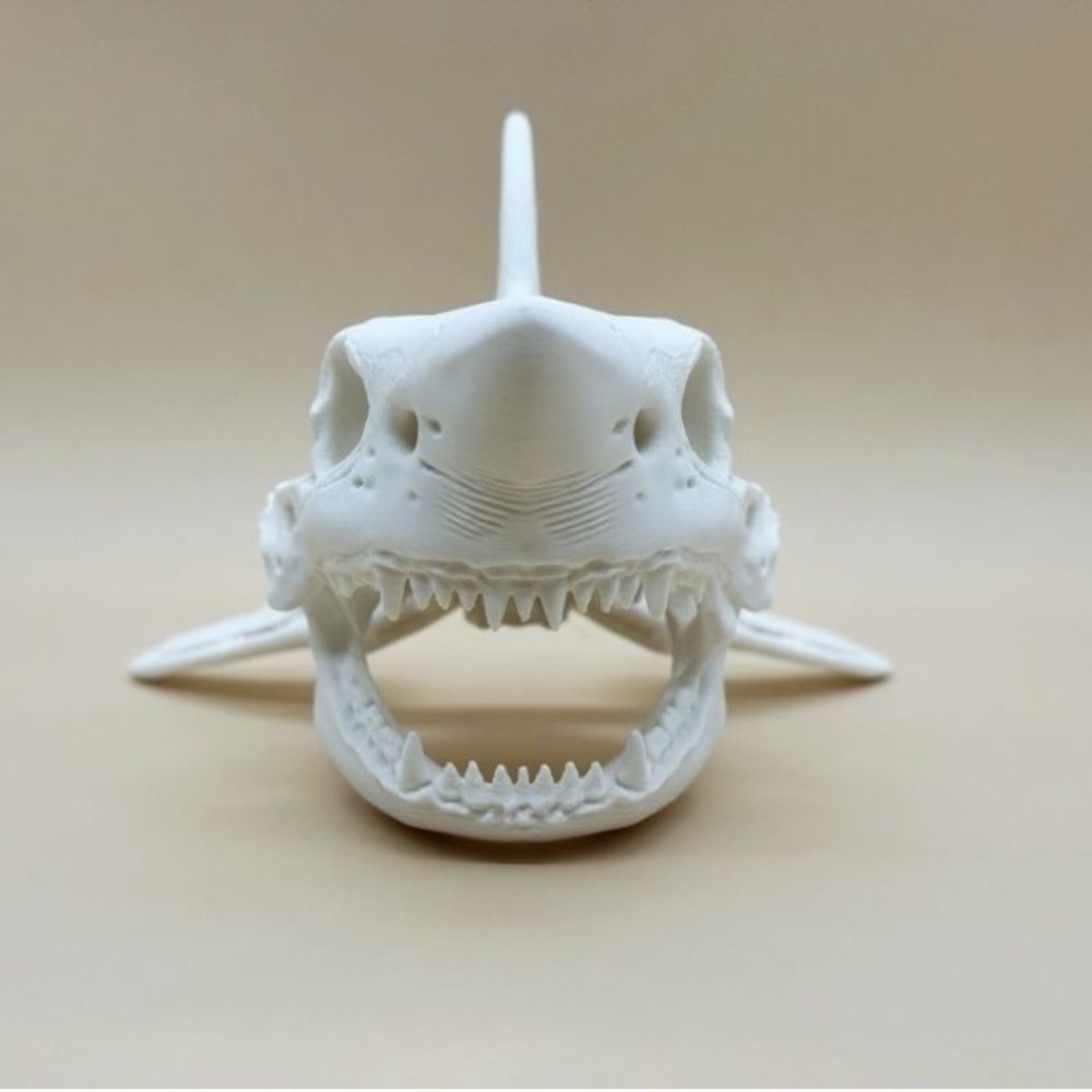 3D Baskı Köpekbalığı Kafatası  - Aquarium Fish Diseases incelemesi ve fiyatı