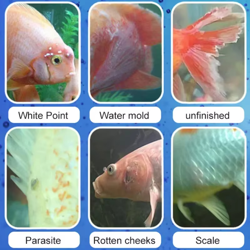 SIKEZHAN Balık Hastalığı Tedav - Aquarium Fish Diseases incelemesi ve fiyatı
