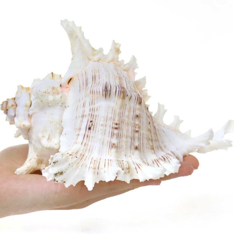 Doğal Deniz Salyangozu Akvaryu - Aquarium Fish World incelemesi ve fiyatı
