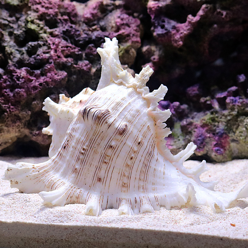 Doğal Deniz Salyangozu Akvaryu - Aquarium Fish World incelemesi ve fiyatı