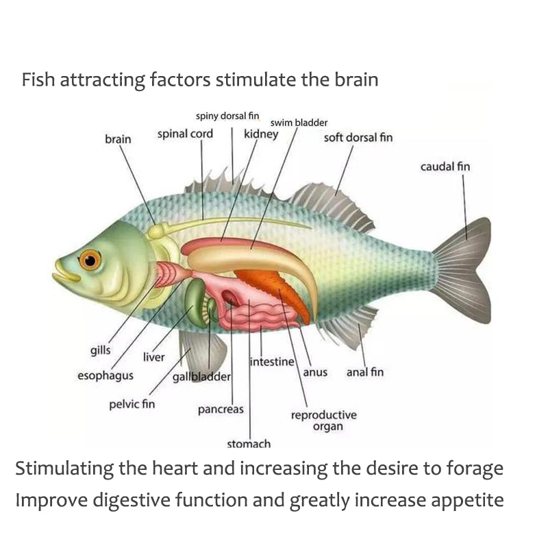 Üniversal konsantre yem, kırmı - Aquarium Fish Diseases incelemesi ve fiyatı