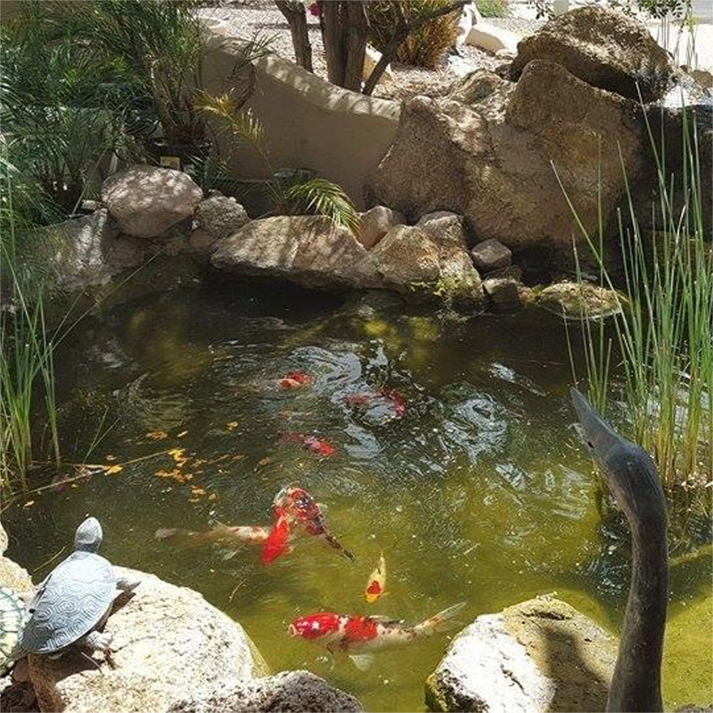 Renk Arttırıcı Japon Balığı Ye - Aquarium Fish Vitamin incelemesi ve fiyatı