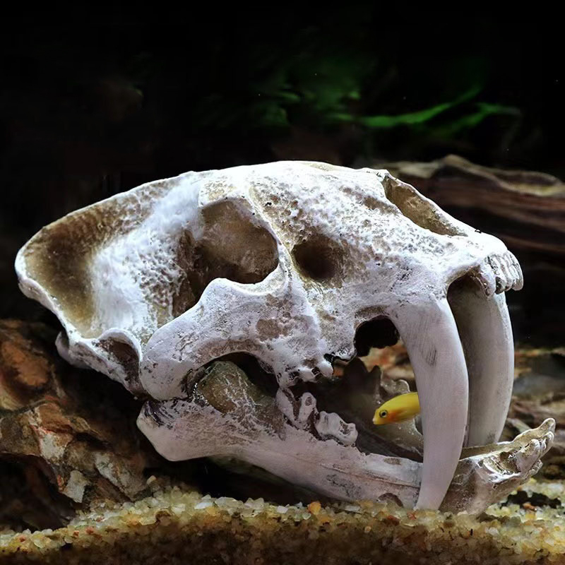Dinozor kafatası modeli Veloci - Aquarium Fish Diseases incelemesi ve fiyatı