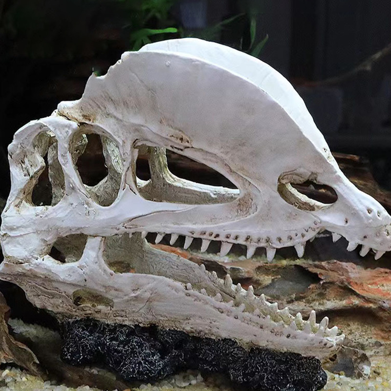 Dinozor kafatası modeli Veloci - Aquarium Fish Diseases incelemesi ve fiyatı